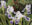 Close-up acrylic painting of white and lavender iris flowers surrounded by green leaves and stems.