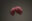 Suspended pink sculptural form resembling an egg cell hanging alone in a darkened gallery space.