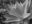 Black-and-white close-up photograph of an agave plant with layered leaves radiating outward in a sculptural pattern.