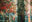 Colourful abstract painting of a forest scene with tree trunks, dense foliage, and expressive brushwork.